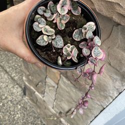 Varigated String Of Hearth Price Firm 4” Pot