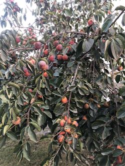 Persimmons for sale $.50 each. Anthony