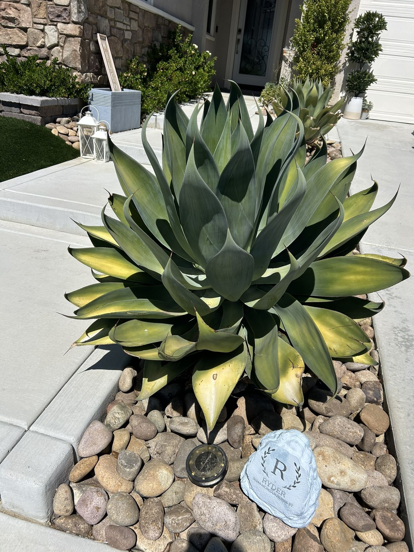 Two Huge Succulents! You Remove.