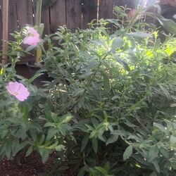 3 Cistus Skanbergi Plants