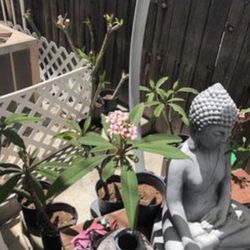 Plumerias, Aloe and Geraniums 