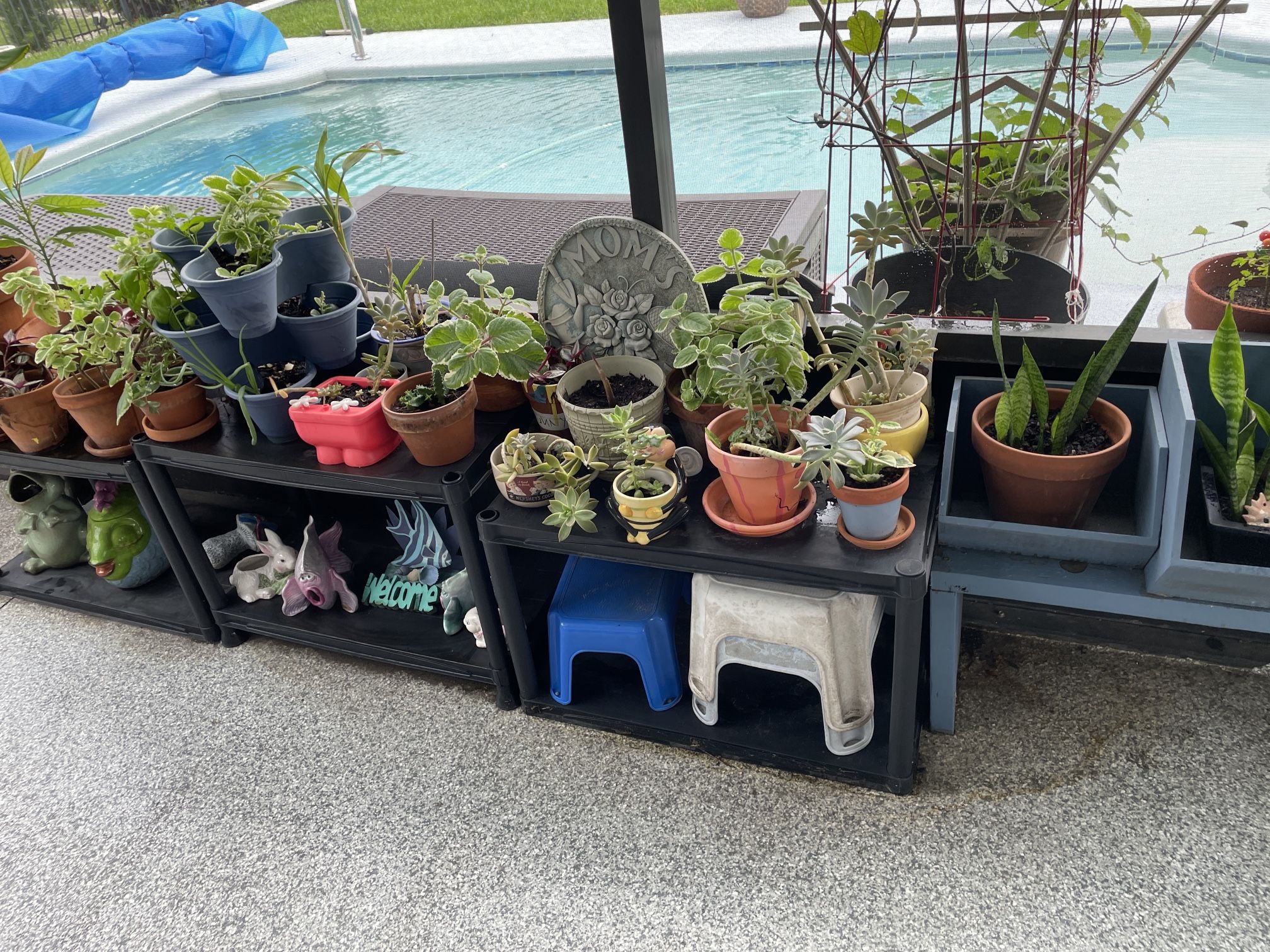 Plant sale Price By Size $3-$5-$10-$15