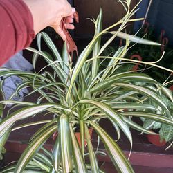 Spider Plants