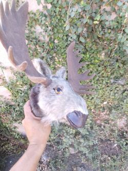 Small moose head