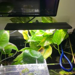 Aquarium Plant 