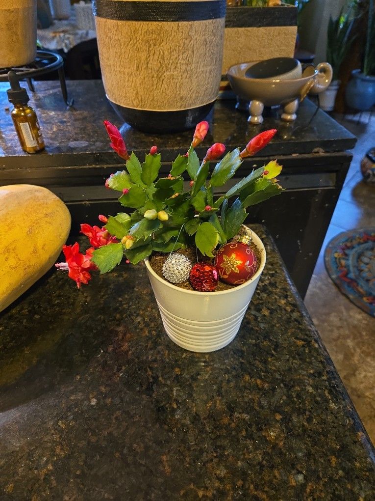 Christmas Cactus In 5in Ceramic Pot With 3 Ornaments 