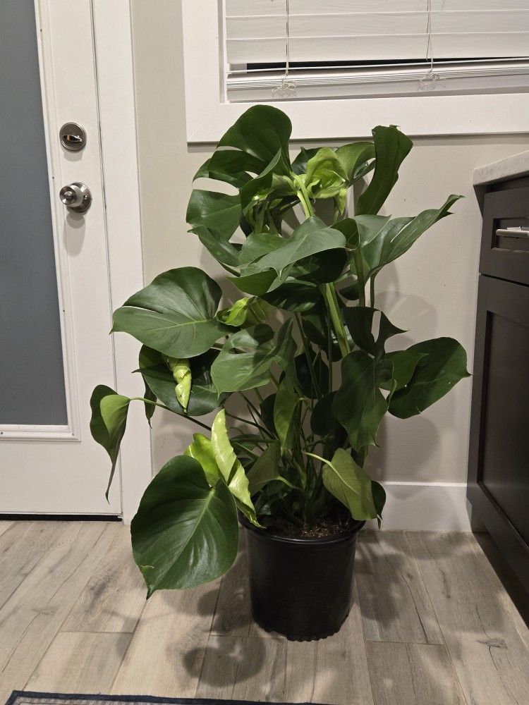 Monstera Plant - Huge