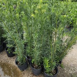 podocarpus 4 feet tall Instan Privacy Hedge 
