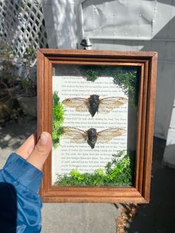 Framed cicada