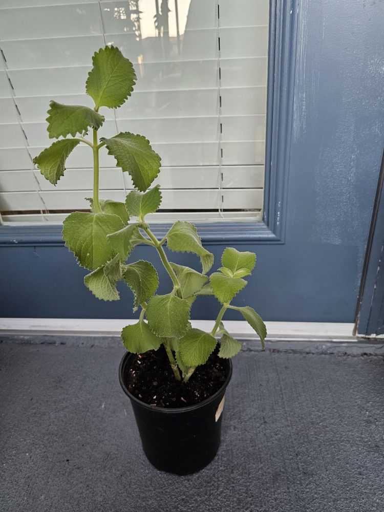 Cuban Oregano for sale