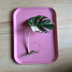 Monstera Albo mid cuts highly variegated rooted