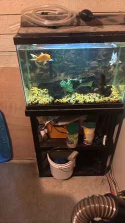 Free fish tank koi go with it