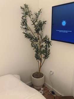 world market olive tree