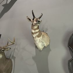 Antilope Mount