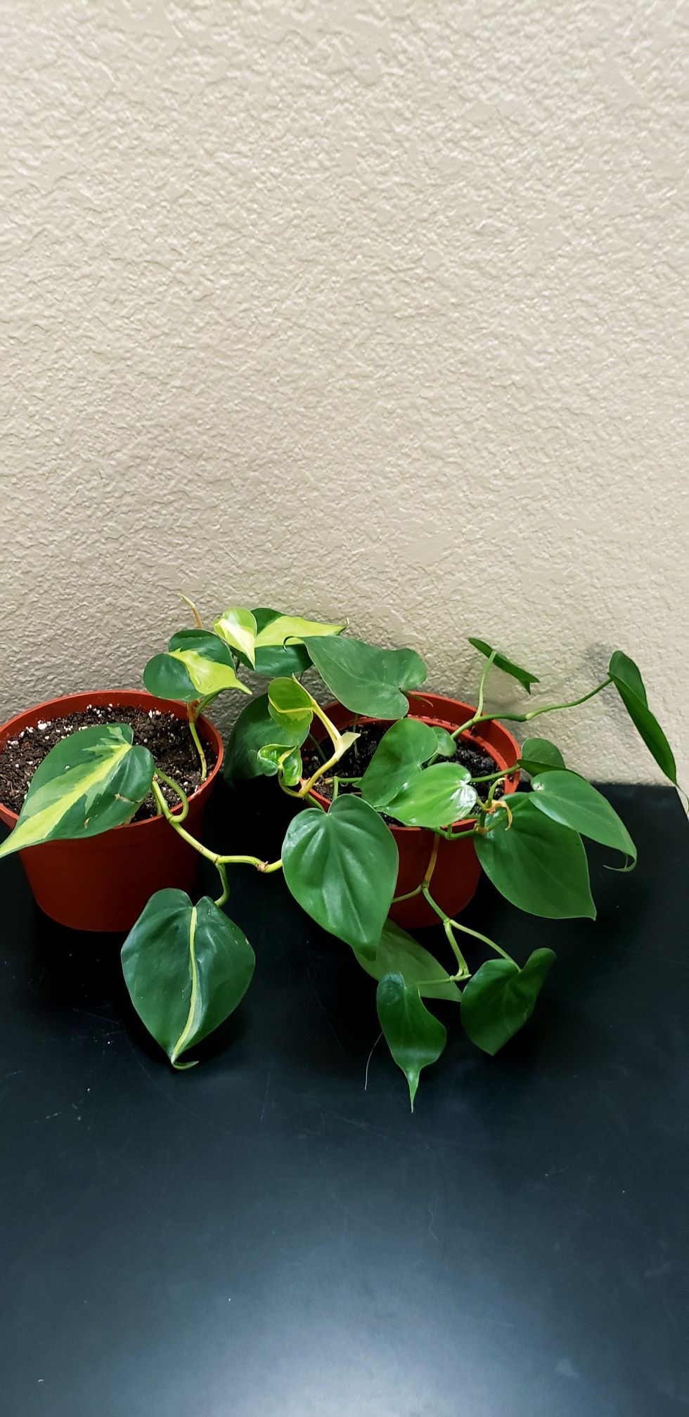 2 live philodendron plants in 6 inch diameter pots