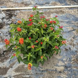Lantana