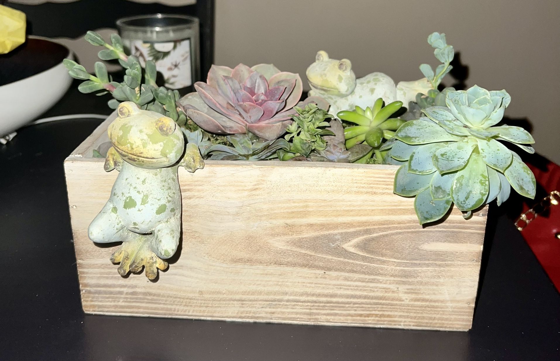 Wooden box succulent and frog planter