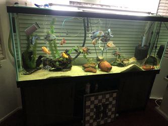 Fish Tank Aquarium