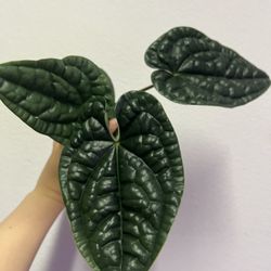 Anthurium Luxurians Plant