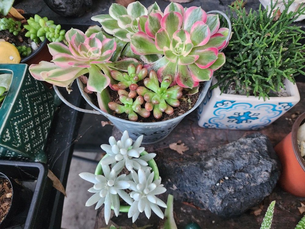 PLANT SALE SUNDAY IN SAN LORENZO..ALL TYPES