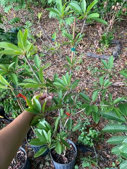 Alano Sapodilla trees (Grafted)