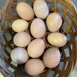 FRESH EGGS! 