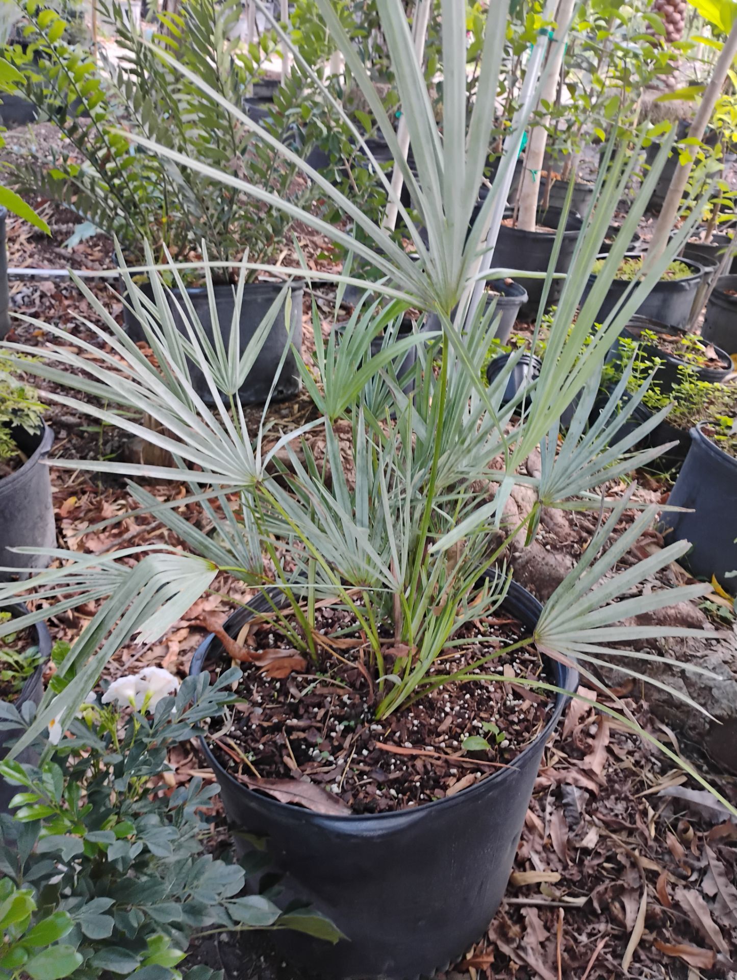 Silver saw palmetto 15gl $120