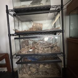 6 Reptile/Fish Tanks NEGOTIABLE