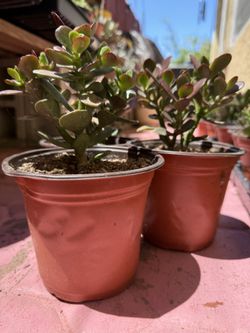 Succulents