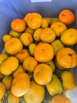 Crispy organic persimons for sale