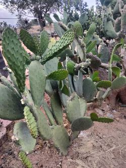 nopales cuatro por 1