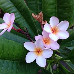 Hawaiian