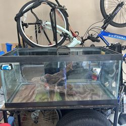 Fish Tank 