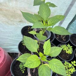 Bell Pepper Plants 