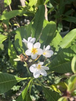 Hawaiian White Plumeria Plant