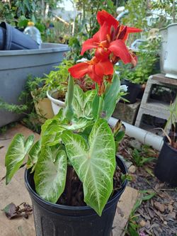 Bicolor Caladium And Canna Lily Plants