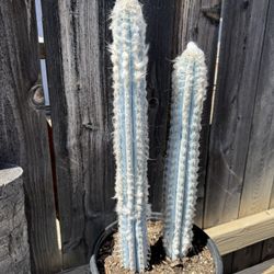 Cactus Plant (Woolly Blue Spires)