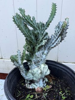 GHOST CACTUS 🌵 🌵 🌵