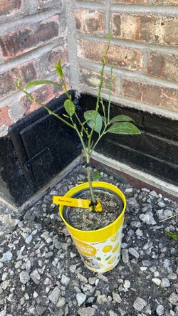 Meyer lemon tree