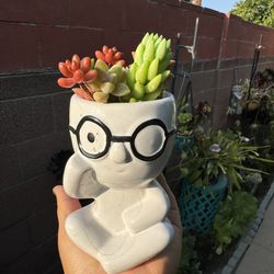 Cute Succulent In Pot 