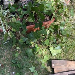 Ivy Plants In A Box 