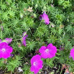 Hardy Geranium 