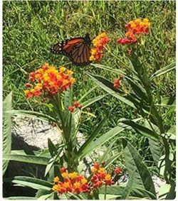 Trade Butterfly weed asclepias tuberosa