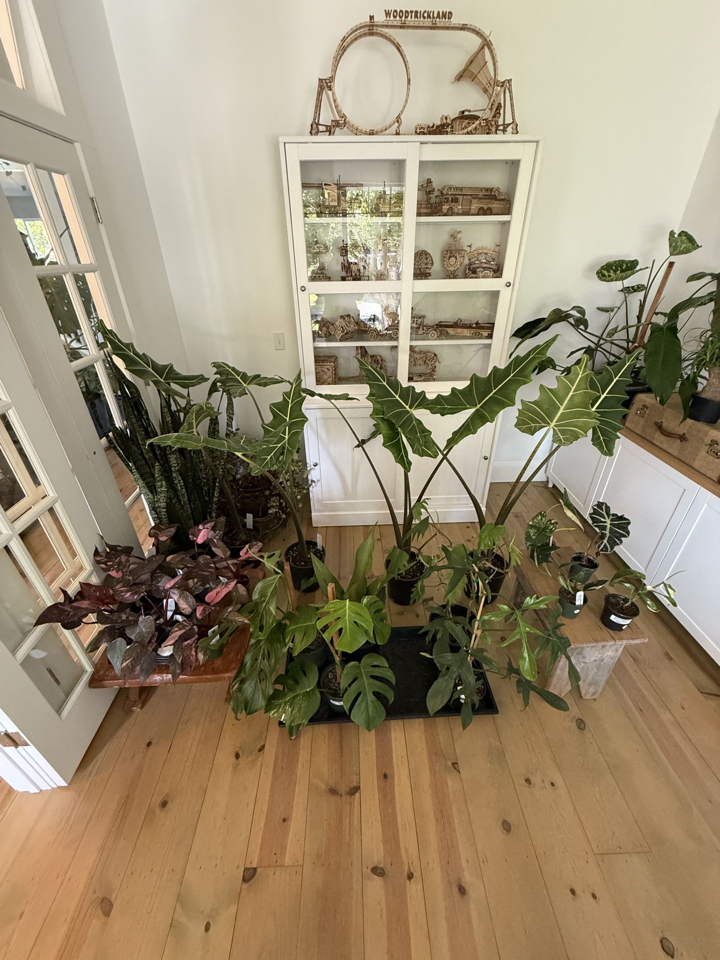 🪴Indoor Plants & Succulents — Starting at $3! (Vancouver, WA)