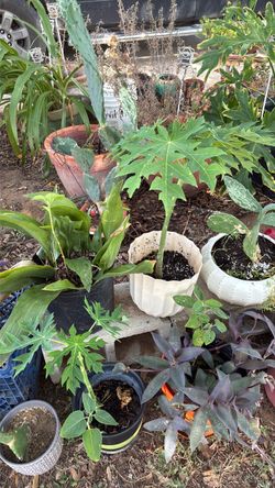 Plants