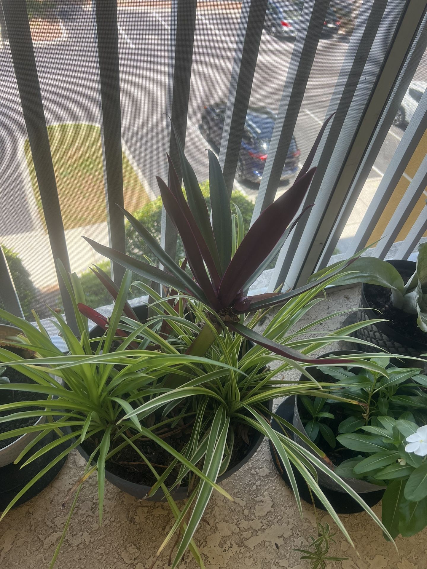 3 Plants