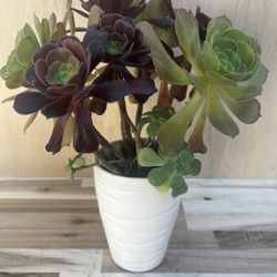 Succulent Plant