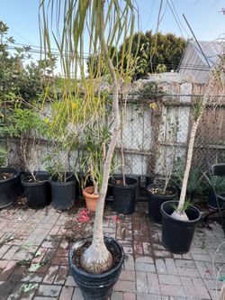 Ponytail Palm Trees