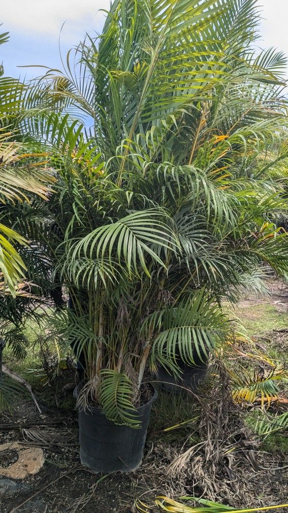 arecas And Podocarpus Over 8 Feet Tall Instant Privacy Hedge For Fence