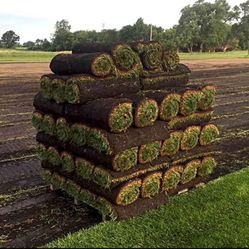 Fescue Sod 